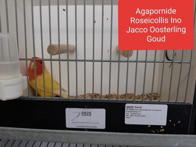 jacco oosterling 2 